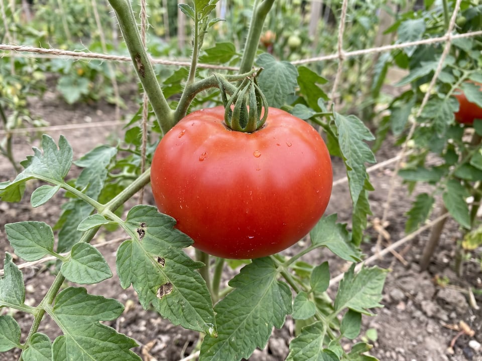 Celebrity Plus tomato plant in a garden bed with ripe fruit on the vine