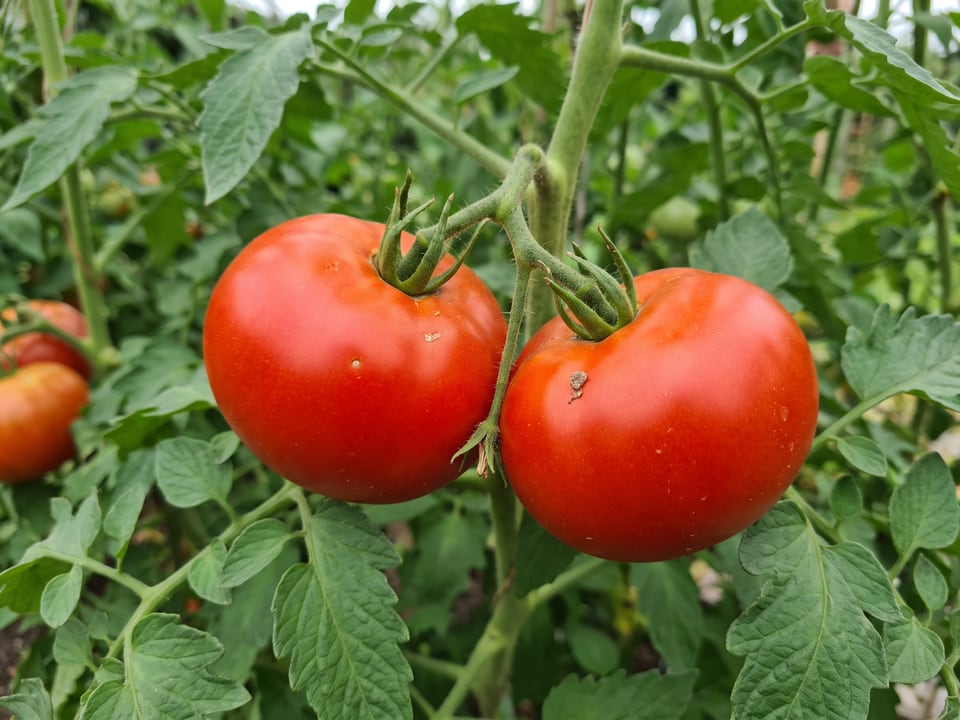 A truss of Celebrity tomatoes