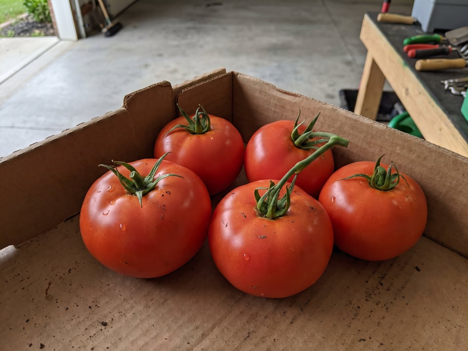 Freshly picked Celebrity tomatoes