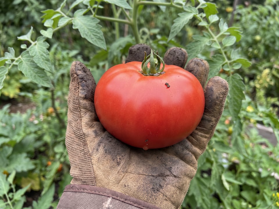 A ripe Celebrity tomato held in a gardener's hand