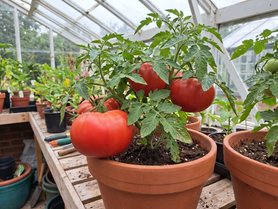 Celebrity tomatoes ripening on the vine under cover