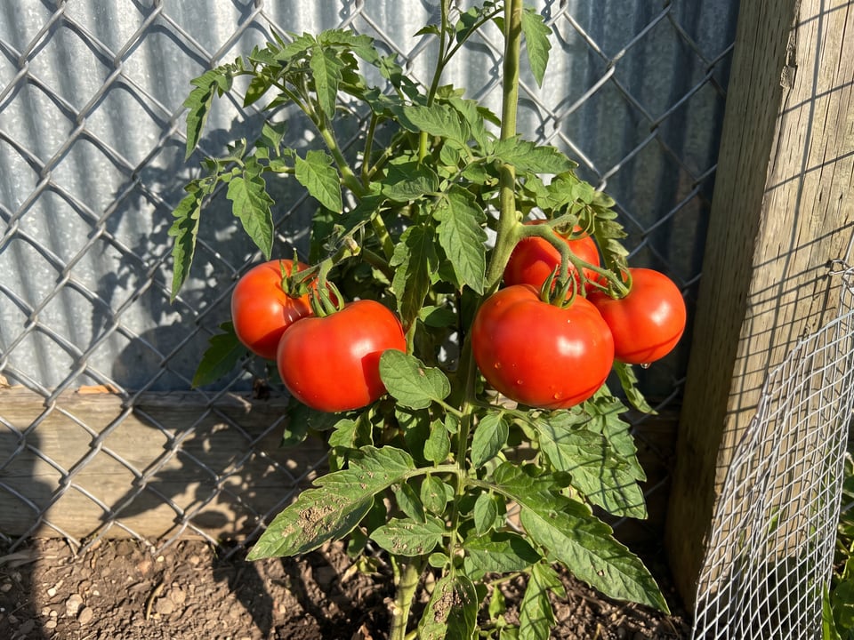 Celebrity tomato plant in a garden bed with ripe fruit on the vine
