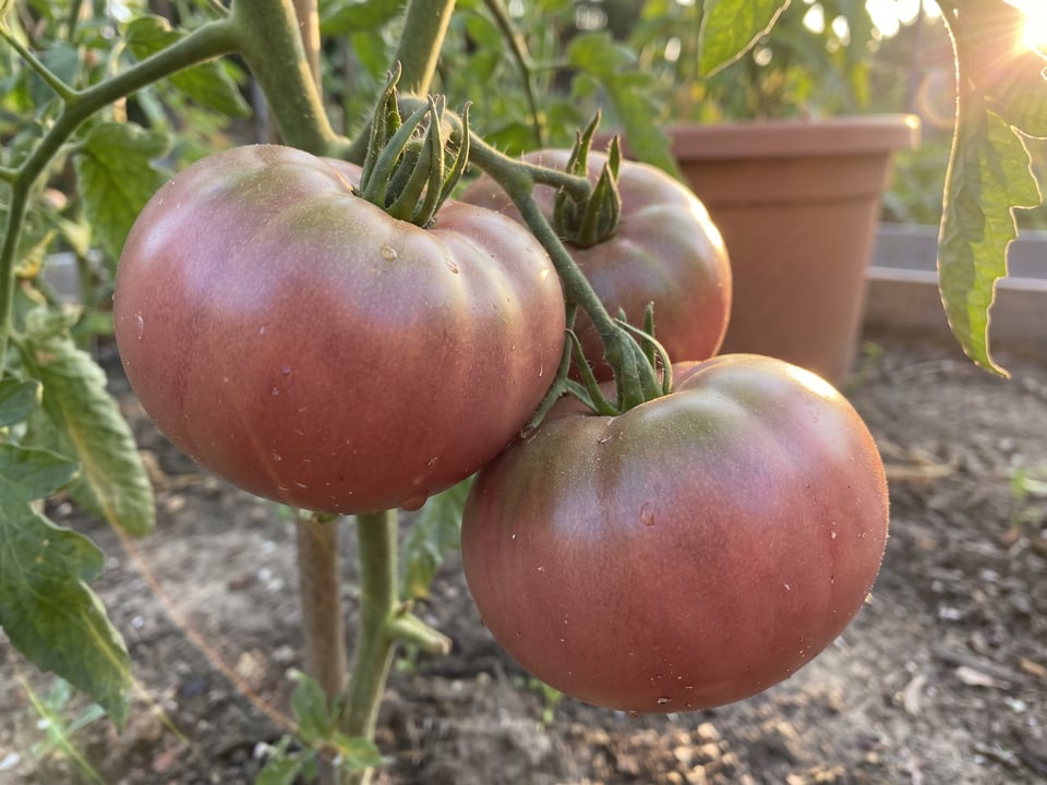A truss of Cherokee Carbon tomatoes