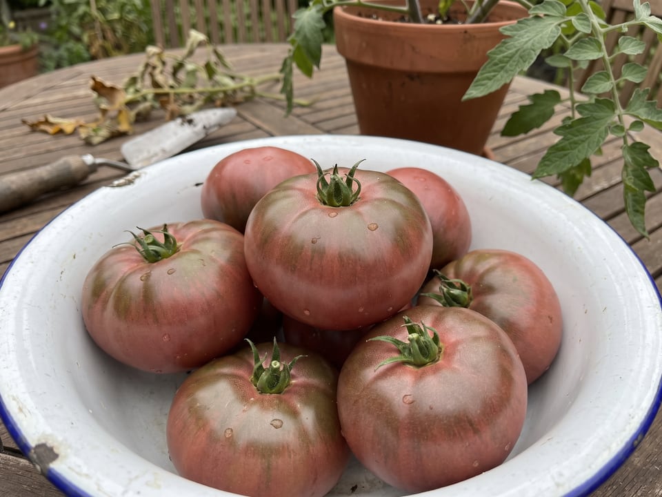 Freshly picked Cherokee Carbon tomatoes