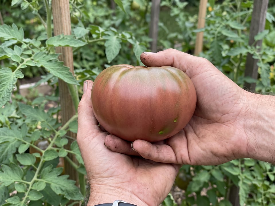 A ripe Cherokee Carbon tomato held in a gardener's hand