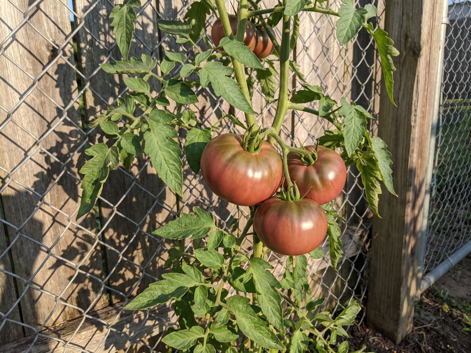 Cherokee Carbon tomato plant in a garden bed with ripe fruit on the vine