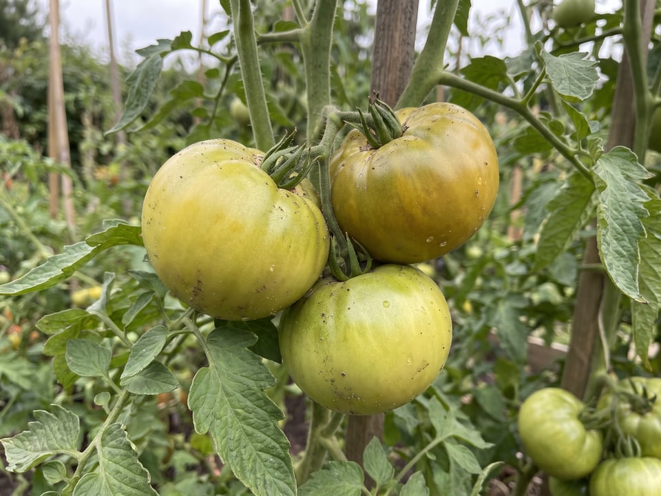 A truss of Cherokee Green tomatoes