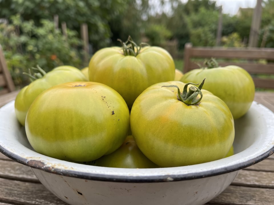 Freshly picked Cherokee Green tomatoes