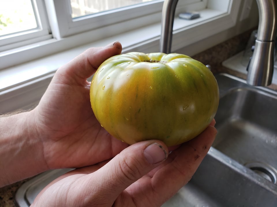 A ripe Cherokee Green tomato held in a gardener's hand