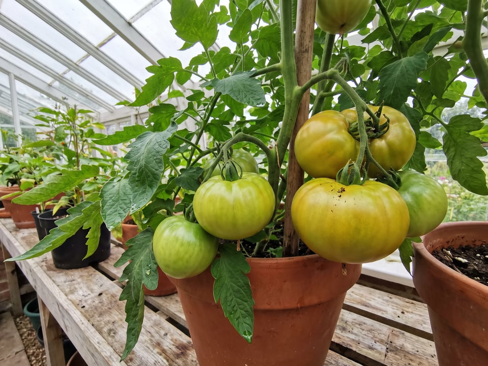 Cherokee Green tomatoes ripening on the vine under cover