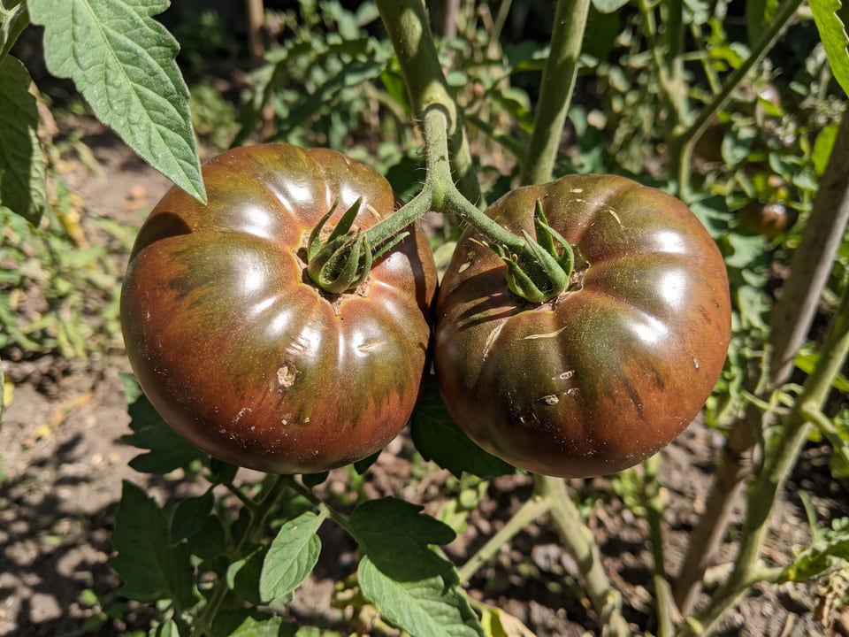 A truss of Cherokee Purple tomatoes