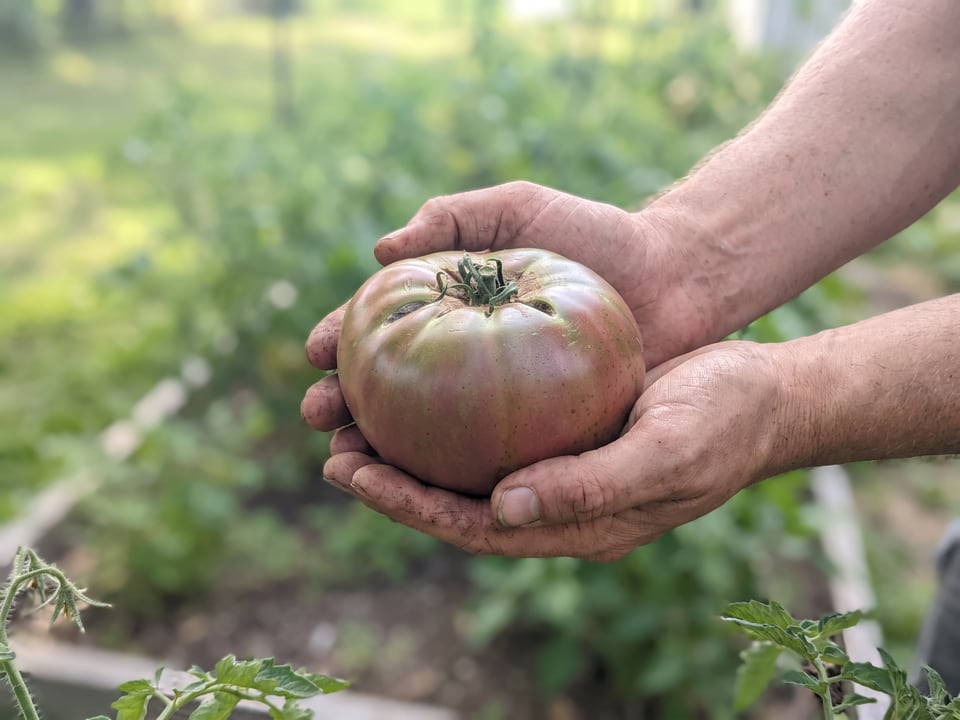 A ripe Cherokee Purple tomato held in a gardener's hand