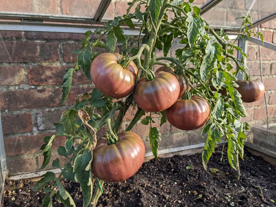 Cherokee Purple tomatoes ripening on the vine under cover
