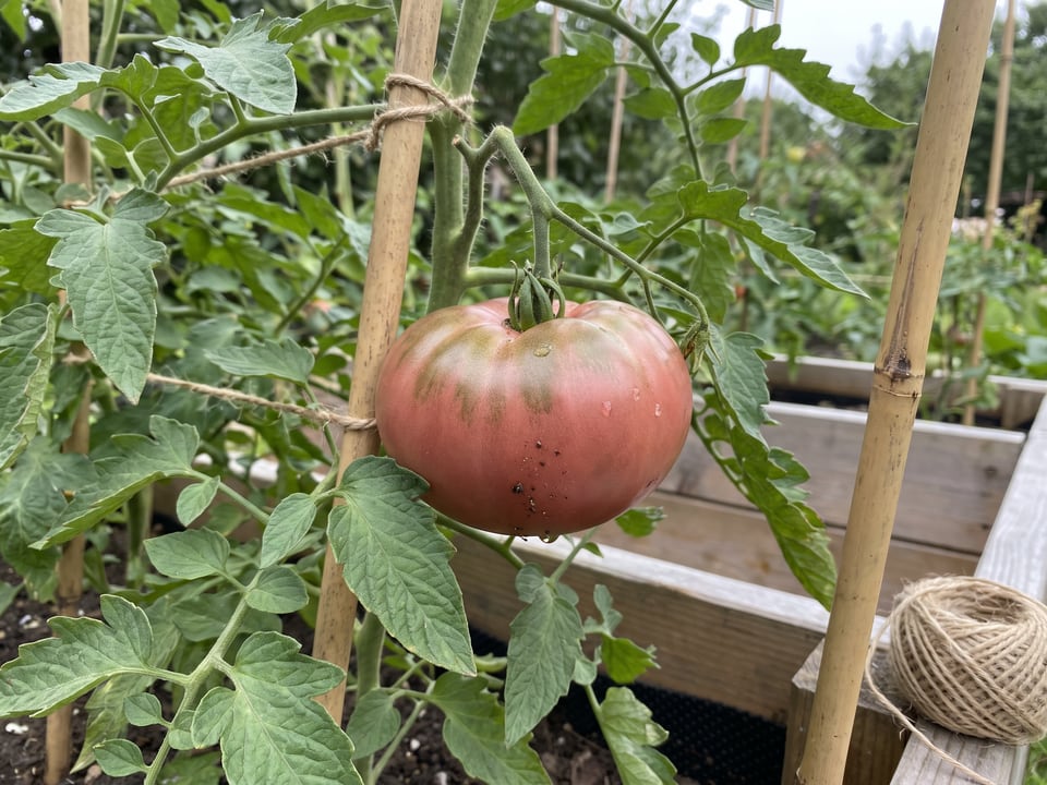 Cherokee Purple tomato plant in a garden bed with ripe fruit on the vine