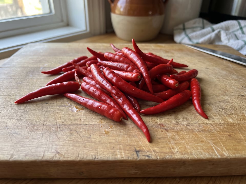 Freshly picked Chile de Arbol peppers