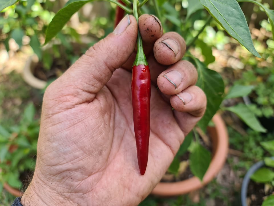 A ripe Chile de Arbol pepper pod held in a gardener's hand
