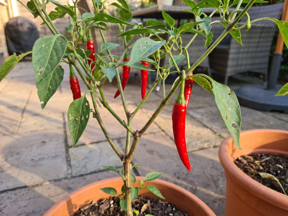 Chile de Arbol pepper plant with ripe pods