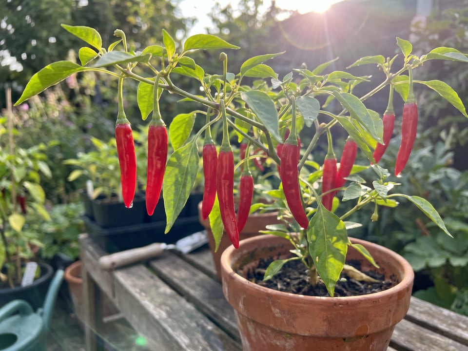 Ripe Chile de Arbol pepper pods on the plant