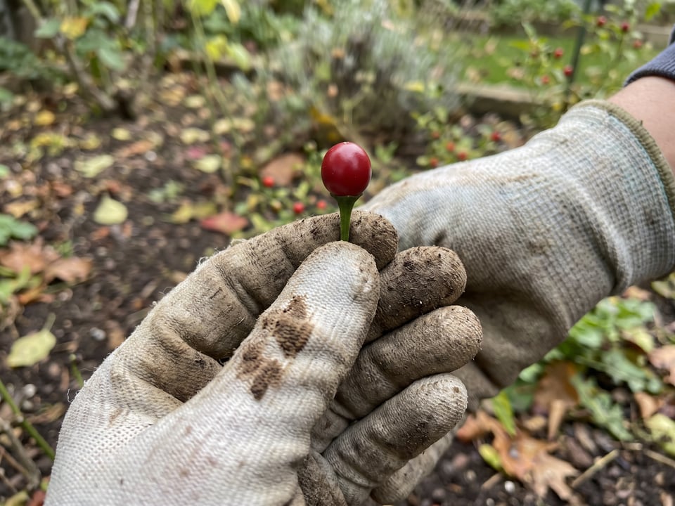 A ripe Chiltepin pepper pod held in a gardener's hand