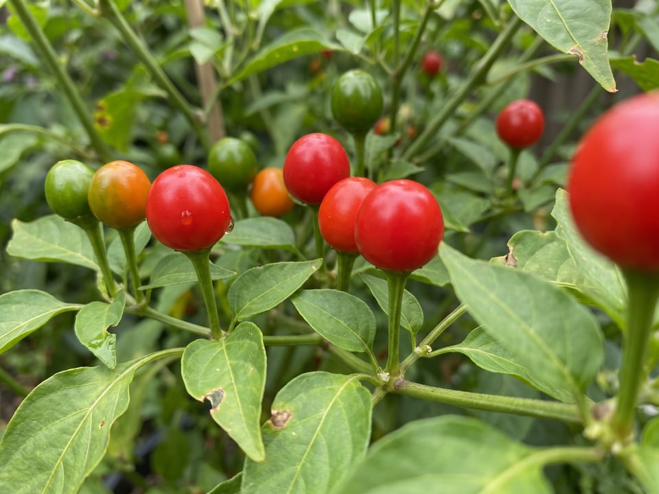 Ripe Chiltepin pepper pods on the plant