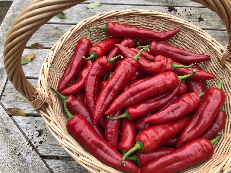 Freshly picked Chimayo peppers