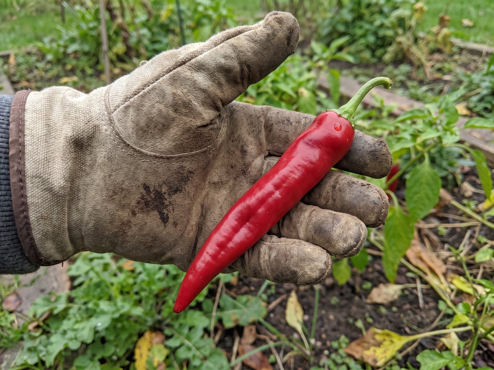 A ripe Chimayo pepper pod held in a gardener's hand