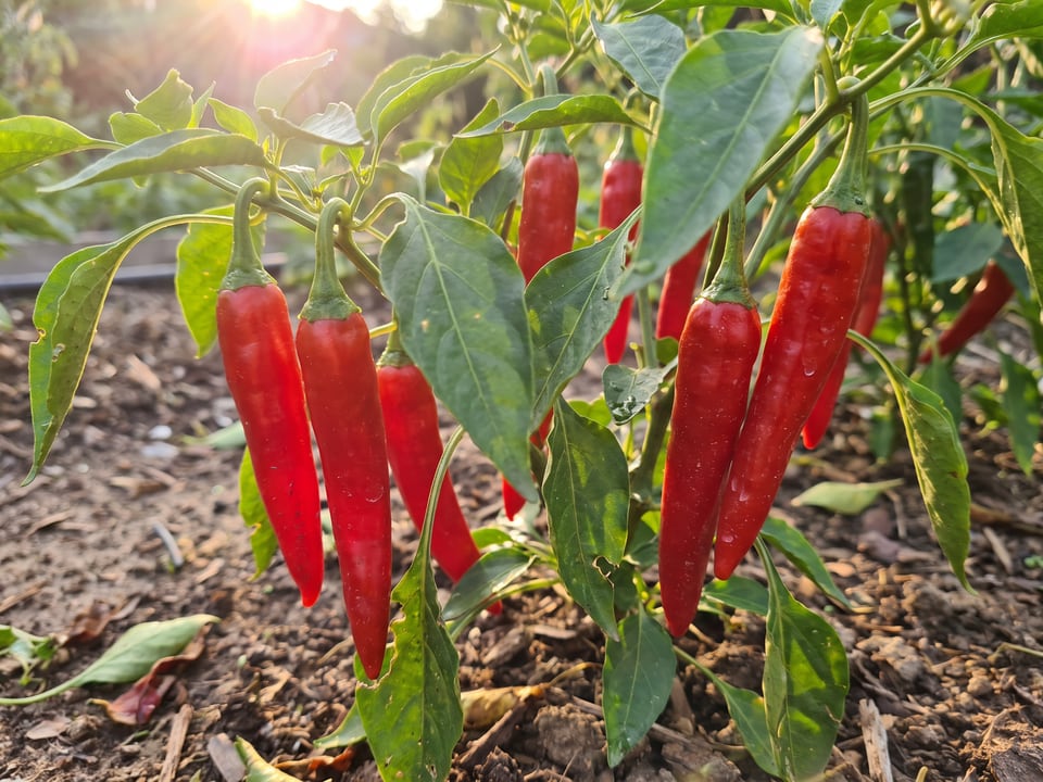 Ripe Chimayo pepper pods on the plant