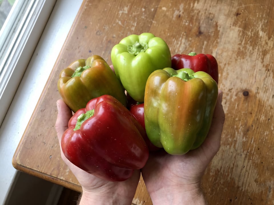 A ripe Chinese Giant pepper pod held in a gardener's hand
