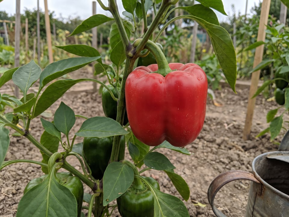 Chinese Giant pepper plant with ripe pods