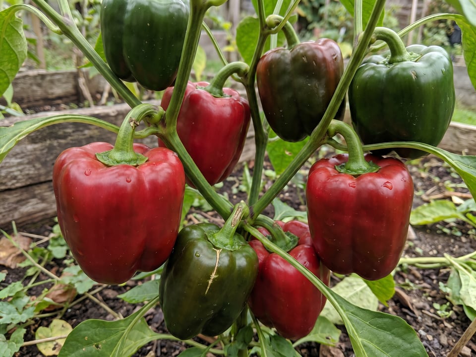 Ripe Chinese Giant pepper pods on the plant