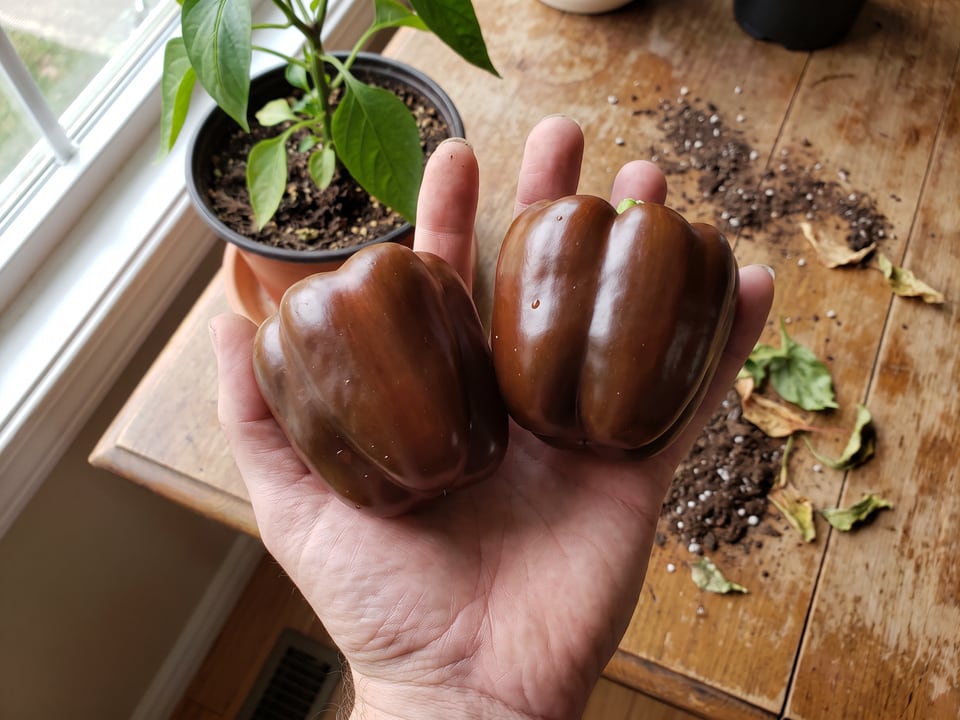 A ripe Chocolate Beauty pepper pod held in a gardener's hand