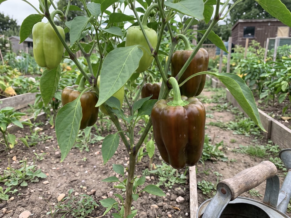 Chocolate Beauty pepper plant with ripe pods