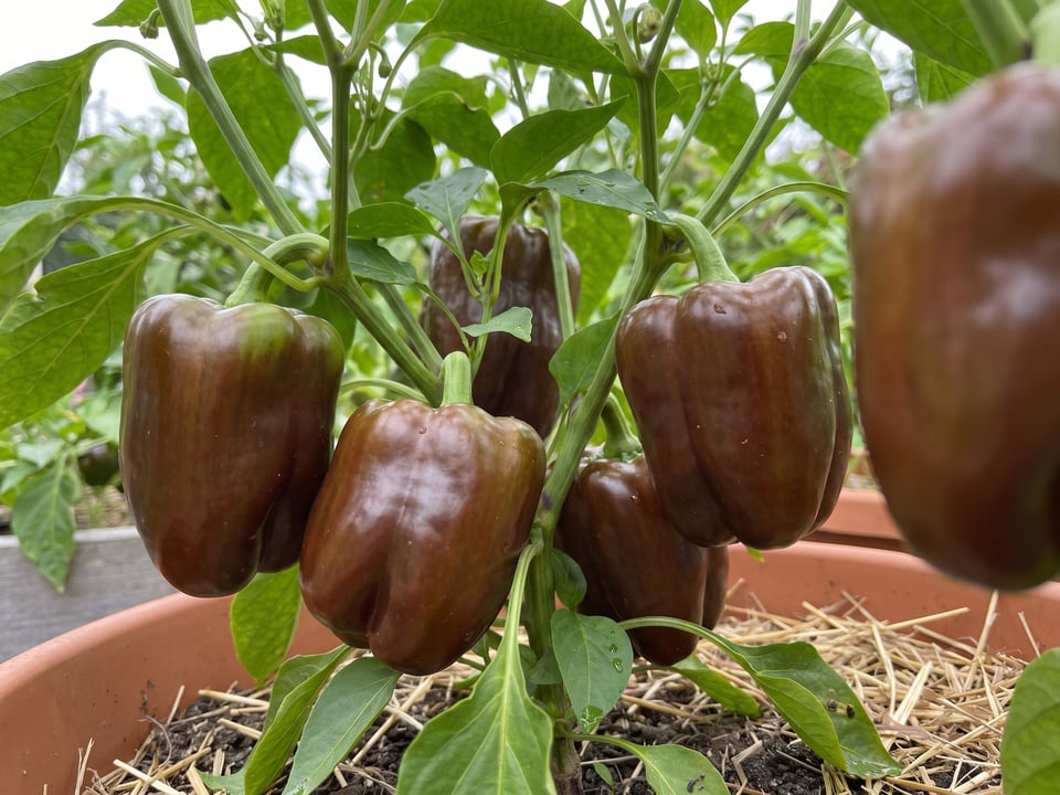Ripe Chocolate Beauty pepper pods on the plant