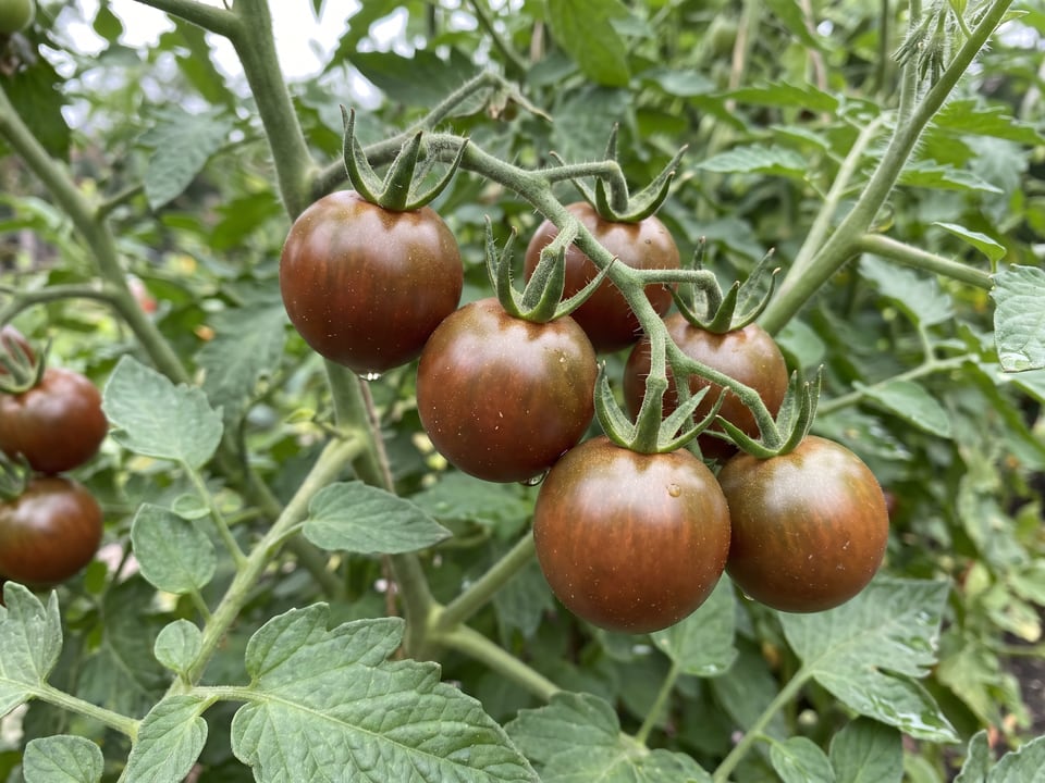 A truss of Chocolate Cherry tomatoes