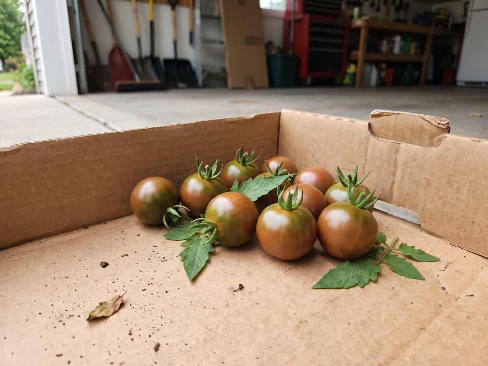 Freshly picked Chocolate Cherry tomatoes