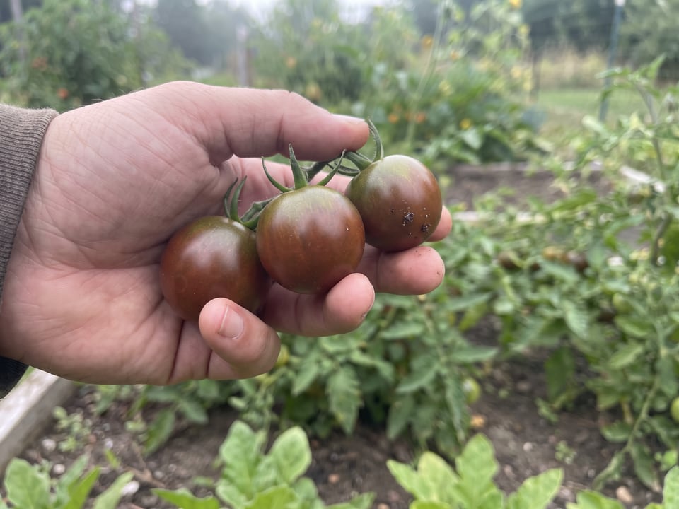 A ripe Chocolate Cherry tomato held in a gardener's hand
