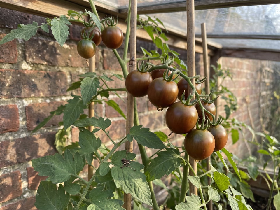 Chocolate Cherry tomatoes ripening on the vine under cover