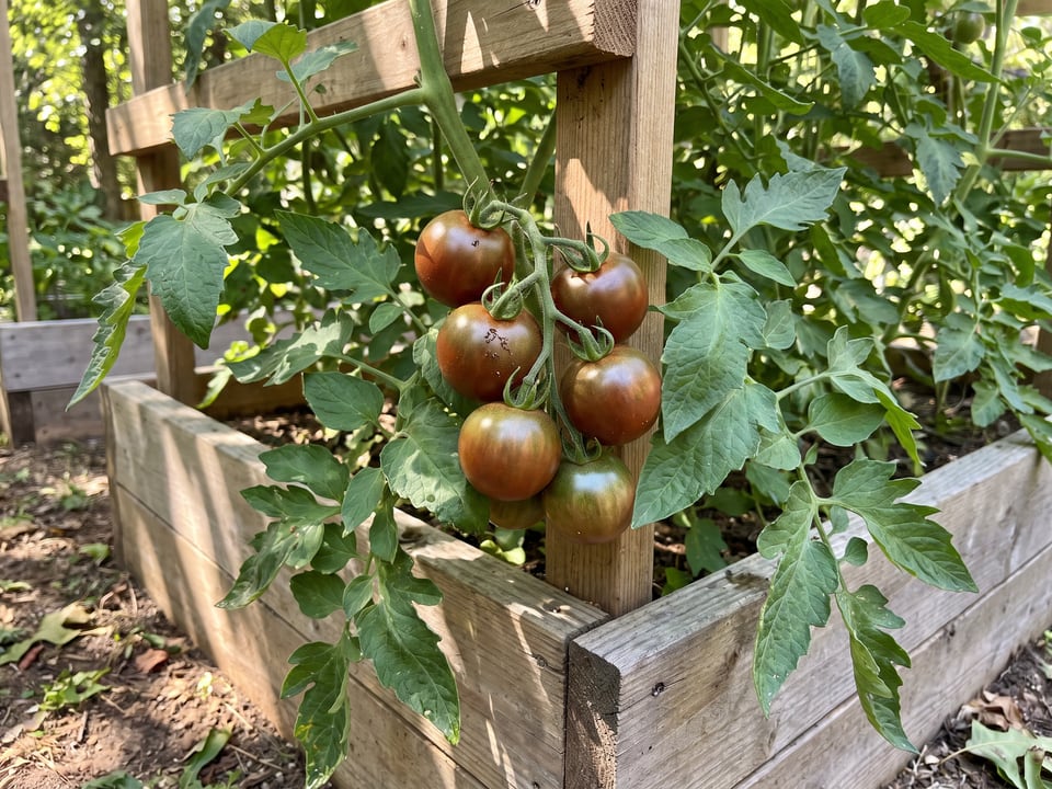 Chocolate Cherry tomato plant in a garden bed with ripe fruit on the vine