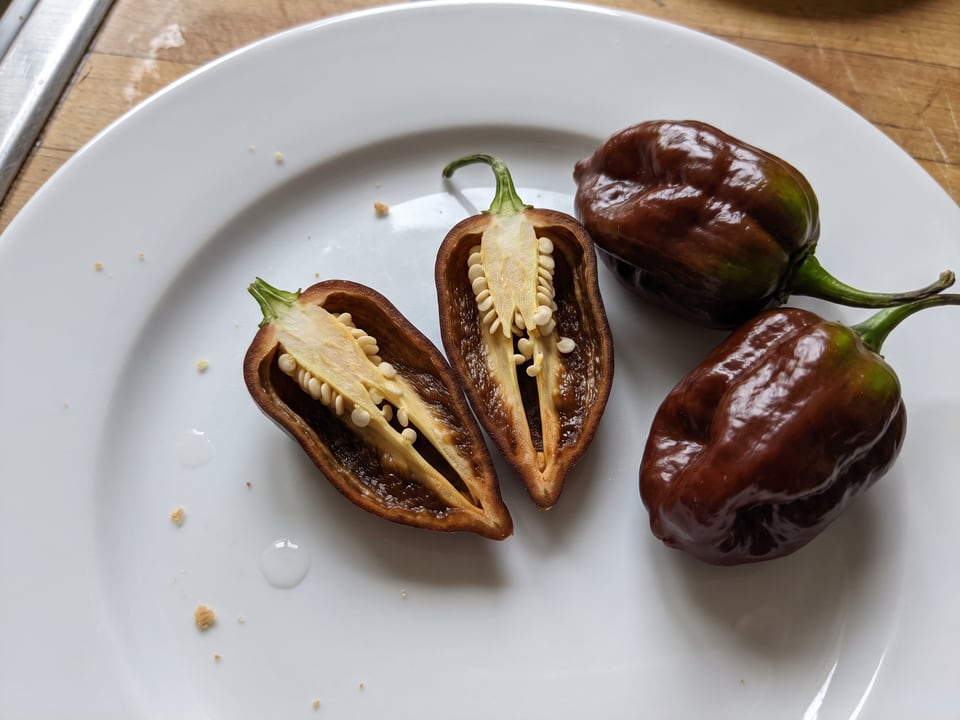 A Chocolate Habanero pepper cut open lengthwise beside a whole pod, showing the wall and seed cavity