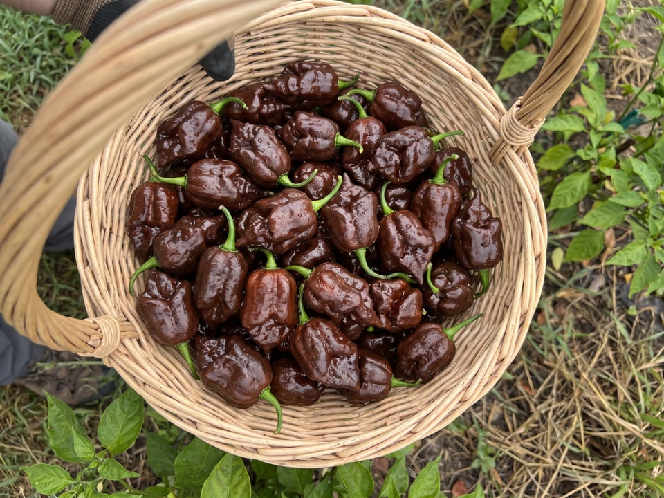 Freshly picked Chocolate Habanero peppers