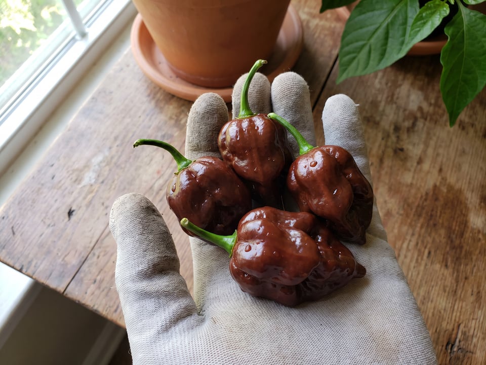 A ripe Chocolate Habanero pepper pod held in a gardener's hand