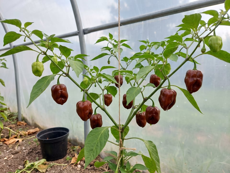 Chocolate Habanero pepper plant with ripe pods