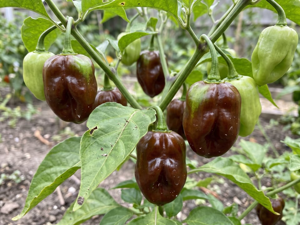 Ripe Chocolate Habanero pepper pods on the plant