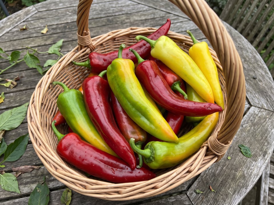 Freshly picked Corno di Toro peppers