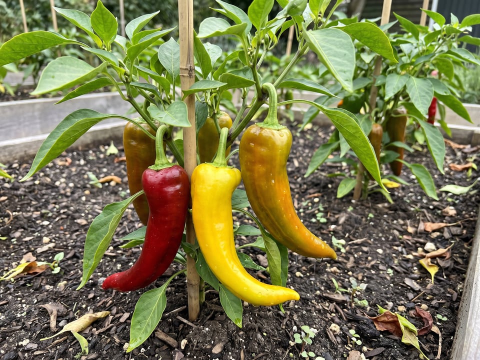 Corno di Toro pepper plant with ripe pods