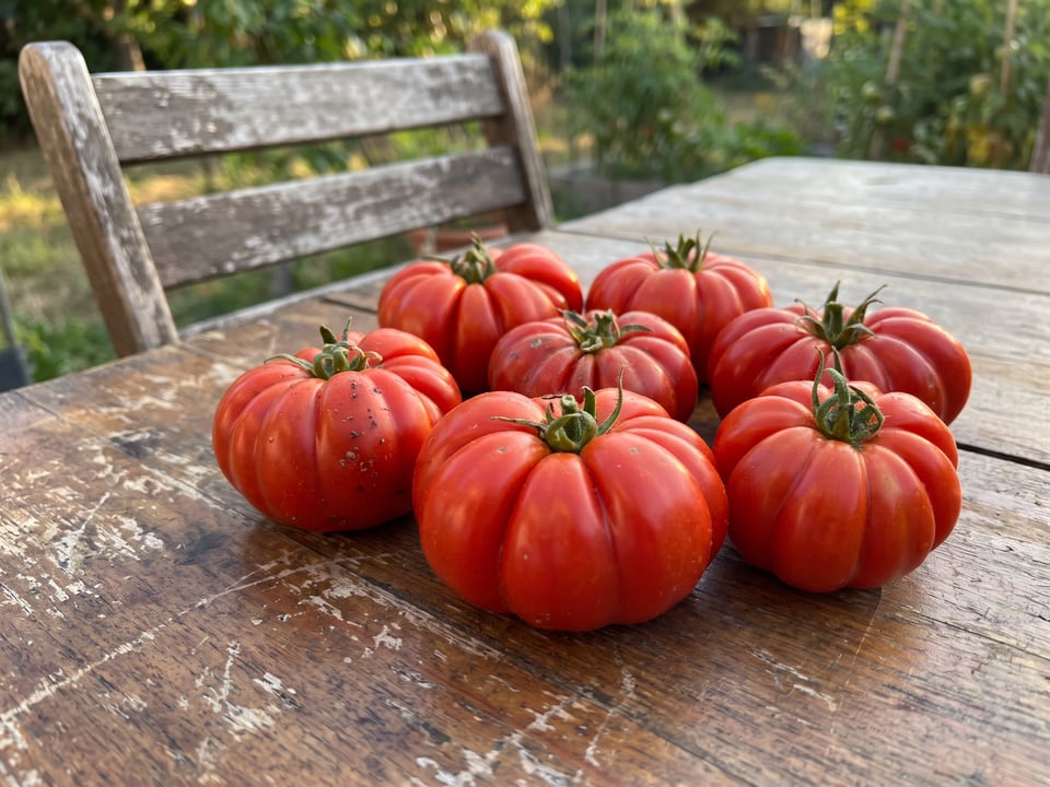 Freshly picked Costoluto Fiorentino tomatoes