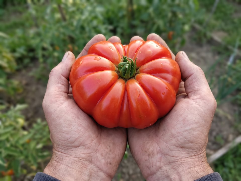 A ripe Costoluto Fiorentino tomato held in a gardener's hand