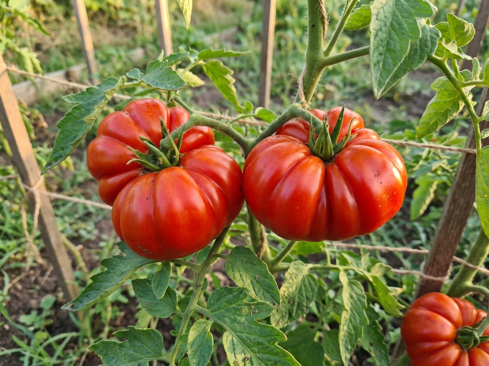 A truss of Costoluto Genovese tomatoes