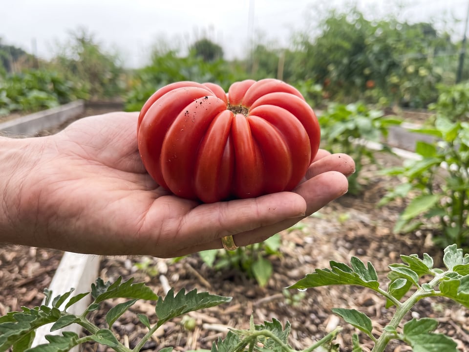 A ripe Costoluto Genovese tomato held in a gardener's hand