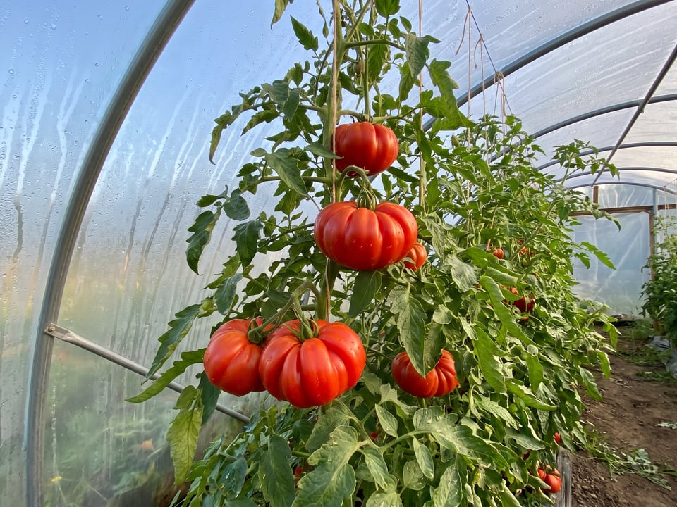 Costoluto Genovese tomatoes ripening on the vine under cover